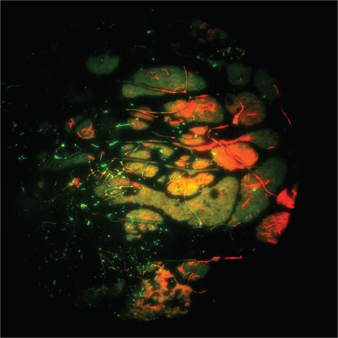 Xenopus laevis embryos